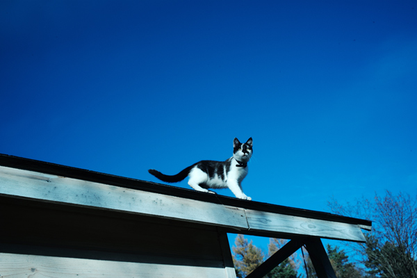 359 :: Tony on the roof
